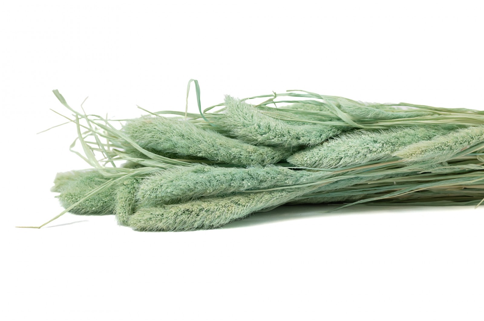 setaria-sec-8