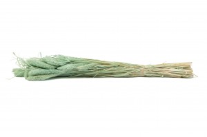 setaria-sec-8.