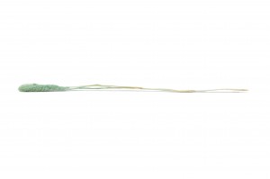 setaria-sec-8.