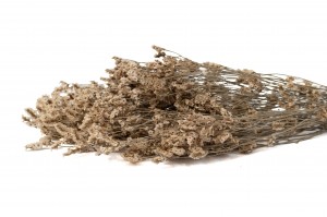 preserved-limonium-sinensis-8.