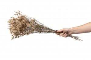 stabilisierter-limonium-sinensis-8.