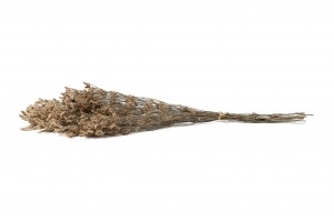 preserved-limonium-sinensis-8.