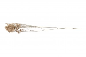 preserved-limonium-sinensis-8.