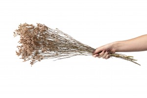 limonium-sinensis-stabilise-8.