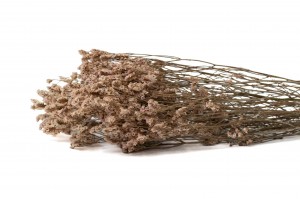 preserved-limonium-sinensis-8.