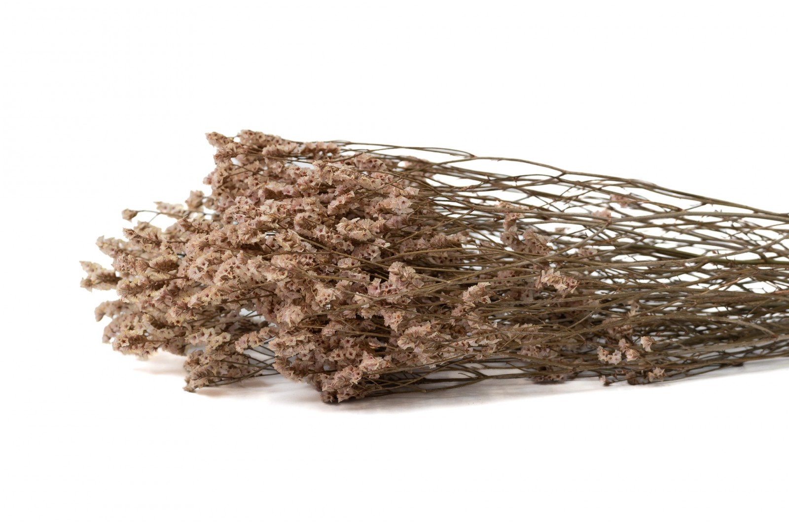 Preserved sinensis limonium (8) preserved-limonium-sinensis-8