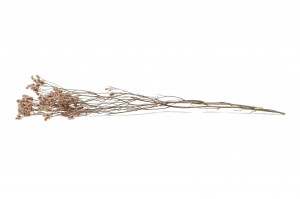 preserved-limonium-sinensis-8.