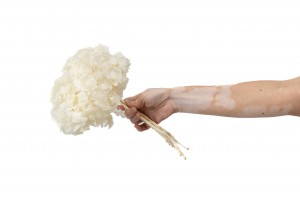 preserved-hydrangea-7.