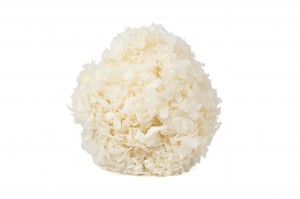 hortensia-stabilise-7.
