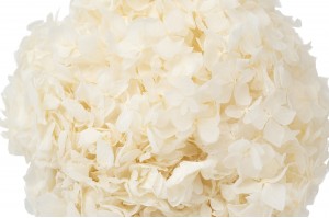 hortensia-stabilise-7