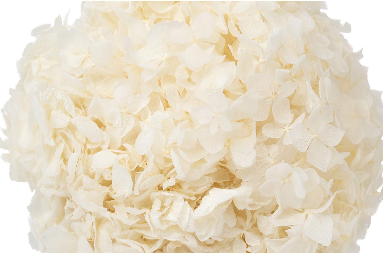 Preserved hydrangea (7) preserved-hydrangea-7