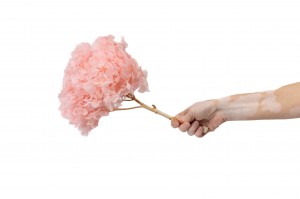 stabilisierte-hortensien-7.