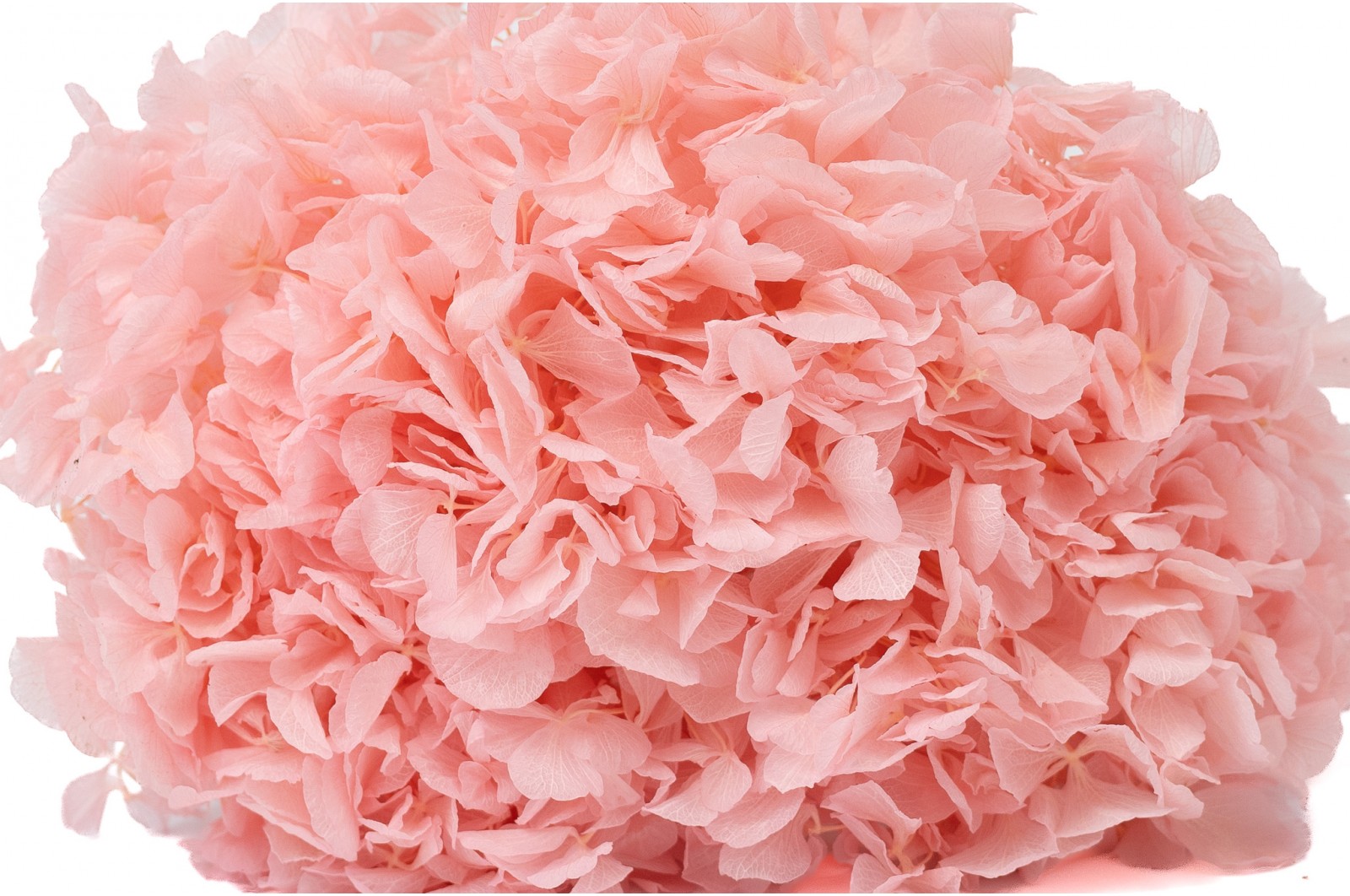 hortensia-stabilise-7