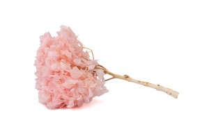 stabilisierte-hortensien-7.