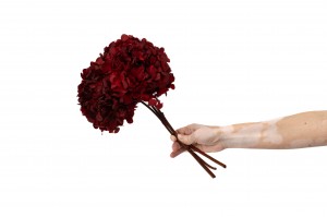 preserved-hydrangea-7.