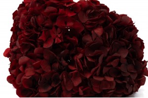 hortensia-stabilise-7.