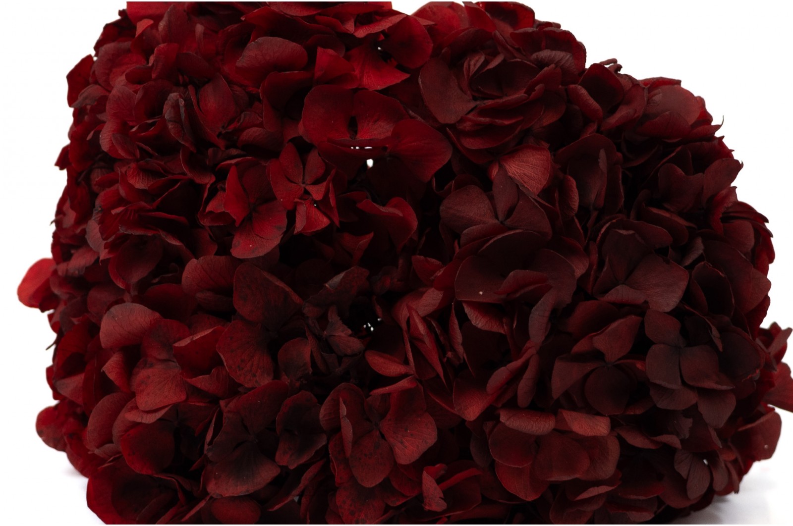 preserved-hydrangea-7