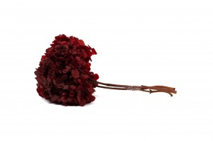 hortensia-stabilise-7.