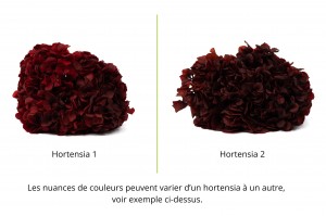 hortensia-stabilise-7.