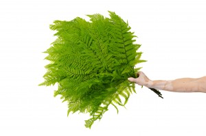 preserved-brake-fern-7.