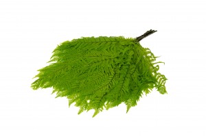 preserved-brake-fern-7.