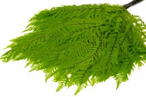 preserved-brake-fern-7.