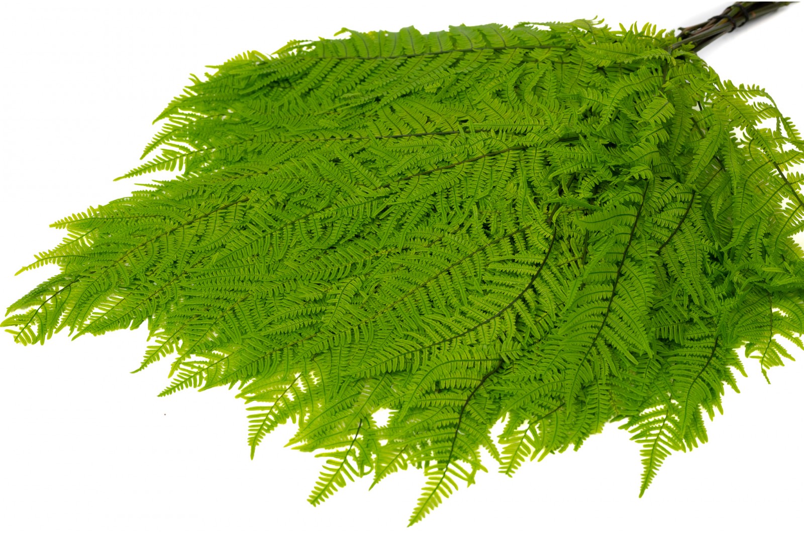 preserved-brake-fern-7