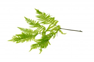 preserved-brake-fern-7.