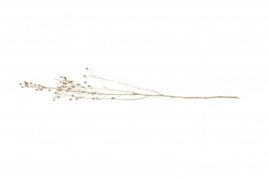 lepidium-sec-29.