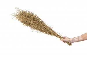 lepidium-sec-29.
