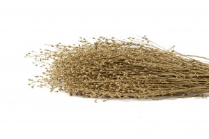 lepidium-sec-29