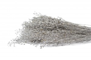 lepidium-sec-29.