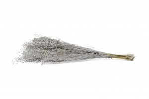 lepidium-sec-29.
