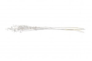 dried-lepidium-29.