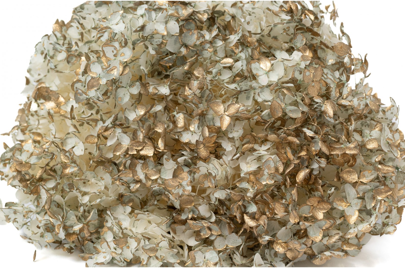 hortensia-stabilise-anna-8