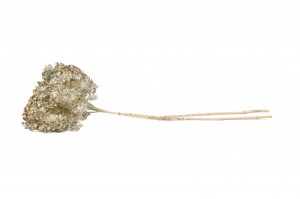 preserved-anna-hydrangea-8.