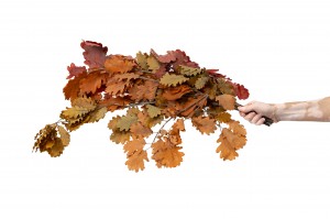 preserved-oak-11.