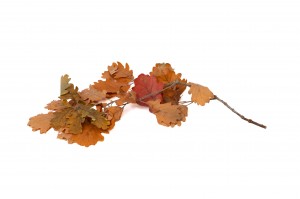 preserved-oak-11.