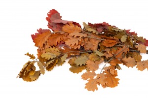 preserved-oak-11.