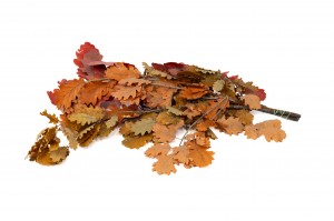 preserved-oak-11.