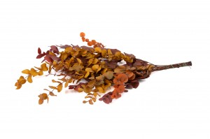 stabilisierte-eukalyptus-cinerea-11.