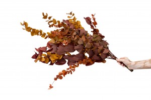 eucalyptus-cinerea-stabilise-11.