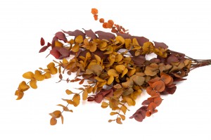 stabilisierte-eukalyptus-cinerea-11.