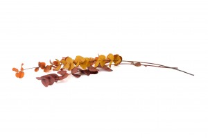 stabilisierte-eukalyptus-cinerea-11.