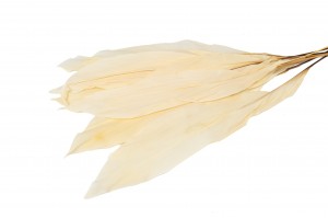 preserved-aspidistra-8.