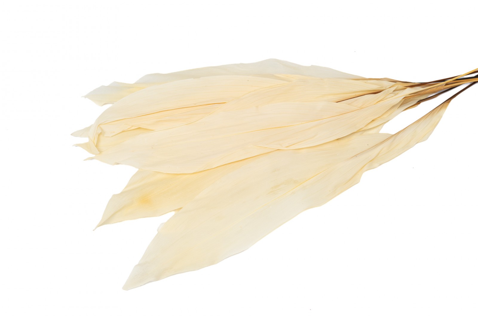 preserved-aspidistra-8