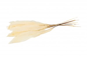 preserved-aspidistra-8.
