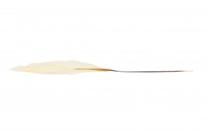 preserved-aspidistra-8.