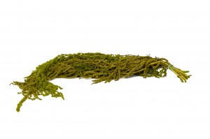 preserved-amaranthus-26.