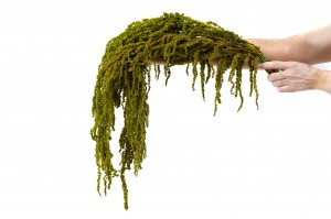 preserved-amaranthus-26.